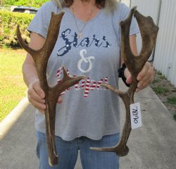 Buy Now 2 pc lot Fallow Deer (Dama dama) horns/antlers 17 inches for $25/lot