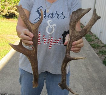 Buy Now 2 pc lot Fallow Deer (Dama dama) horns/antlers 17 inches for $25/lot