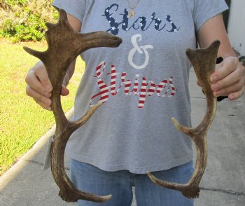 Genuine 2 pc lot Fallow Deer (Dama dama) horns/antlers 13 and 15 inches for $25/lot