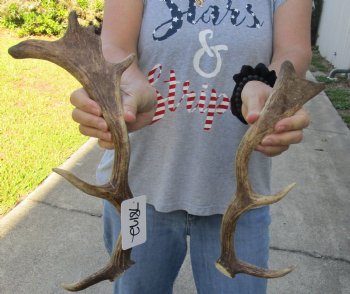 Genuine 2 pc lot Fallow Deer (Dama dama) horns/antlers 13 and 15 inches for $25/lot