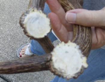 Genuine 2 pc lot Fallow Deer (Dama dama) horns/antlers 13 and 15 inches for $25/lot