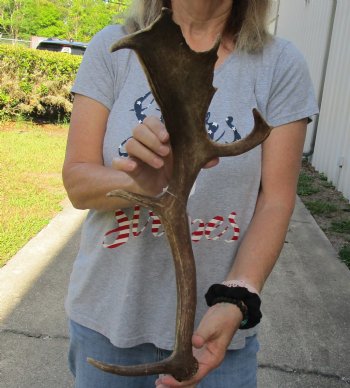 19 inch Fallow Deer (Dama dama) horn/antler, available for sale $22