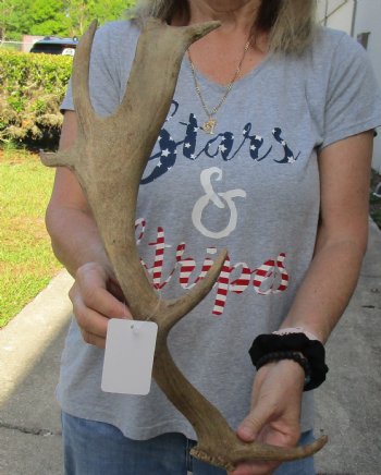 Genuine 19 inch Fallow Deer (Dama dama) horn/antler for sale $22