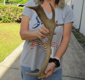 Genuine 19 inch Fallow Deer (Dama dama) horn/antler for sale $22