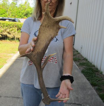 For Sale 23-1/2 inch Fallow Deer (Dama dama) horn/antler for $22