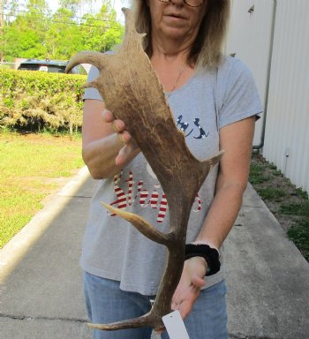 For Sale 23-1/2 inch Fallow Deer (Dama dama) horn/antler for $22