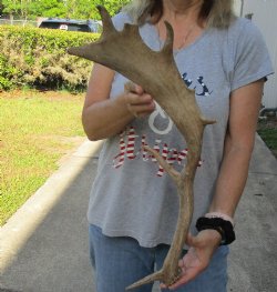 22 inch Fallow Deer (Dama dama) horn/antler, available for sale $22