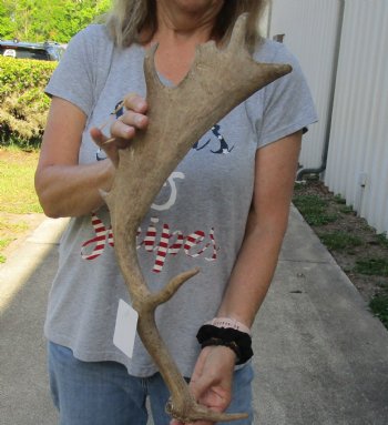 22 inch Fallow Deer (Dama dama) horn/antler, available for sale $22