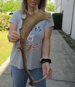For Sale 24 inch Fallow Deer (Dama dama) horn/antler for $22