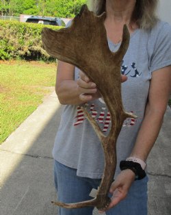22 inch Fallow Deer (Dama dama) horn/antler for sale $22