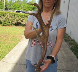 Genuine 21 inch Fallow Deer (Dama dama) horn/antler for sale $22