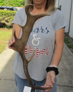 Authentic 21-1/2 inch Fallow Deer (Dama dama) horn/antler for sale $22