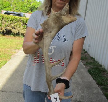 Authentic 21 inch Fallow Deer (Dama dama) horn/antler for sale $22