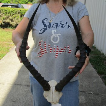 African Impala Skull Plate with 21" Horns - $55