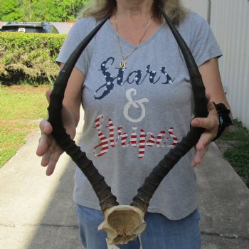 African Impala Skull Plate with 21" Horns - $55