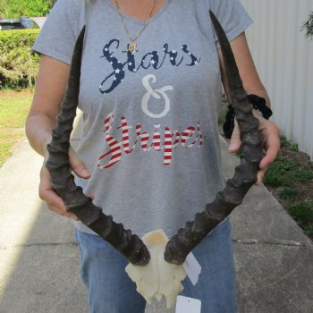 African Impala Skull Plate with 21" Horns - $55