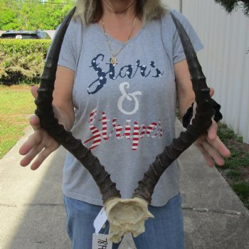 African Impala Skull Plate with 21" Horns - $55