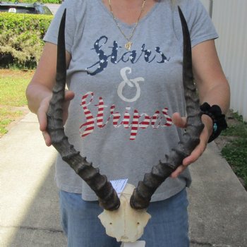 African Impala Skull Plate with 19" Horns - $55