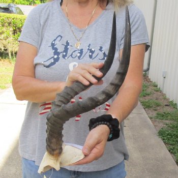 African Impala Skull Plate with 19" Horns - $55