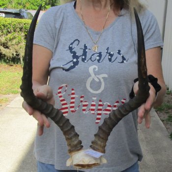 African Impala Skull Plate with 19" Horns - $55