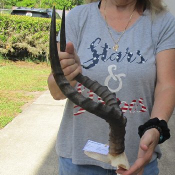 African Impala Skull Plate with 19" Horns - $55