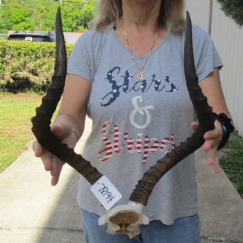 African Impala Skull Plate with 23" Horns - $55