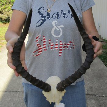 African Impala Skull Plate with 22" Horns - $55