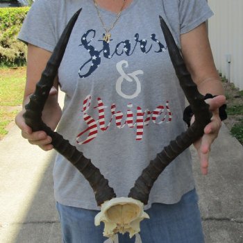 African Impala Skull Plate with 22" Horns - $55