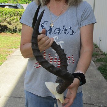 African Impala Skull Plate with 22" Horns - $55