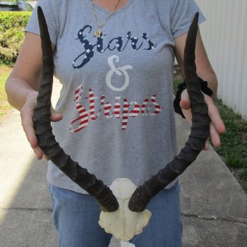 African Impala Skull Plate with 19" Horns - $55