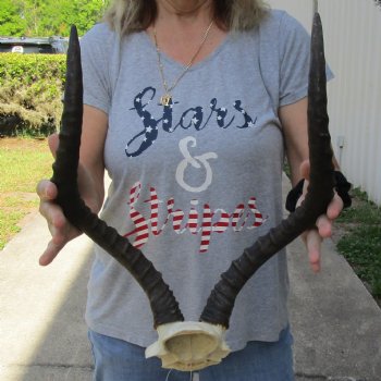 African Impala Skull Plate with 19" Horns - $55