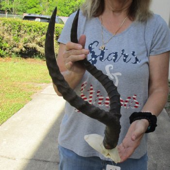 African Impala Skull Plate with 19" Horns - $55