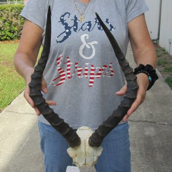 African Impala Skull Plate with 20" Horns - $55