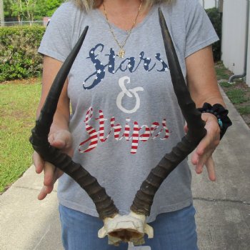 African Impala Skull Plate with 20" Horns - $55