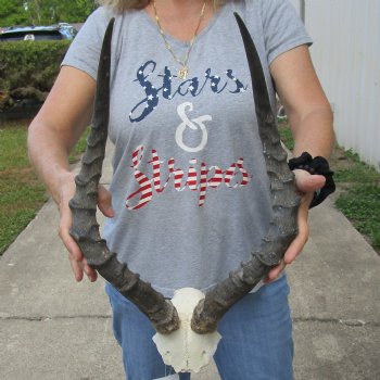 African Impala Skull Plate with 21" Horns - $55