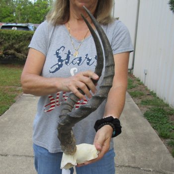 African Impala Skull Plate with 21" Horns - $55