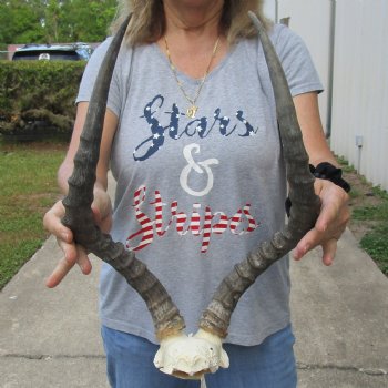 African Impala Skull Plate with 21" Horns - $55