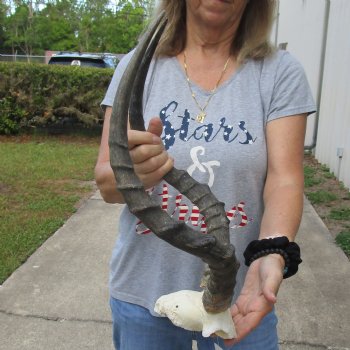 African Impala Skull Plate with 21" Horns - $55