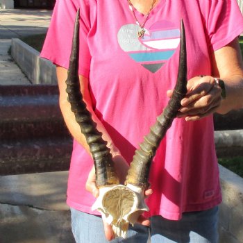 Male Blesbok Skull Plate with 15" Horns - $38