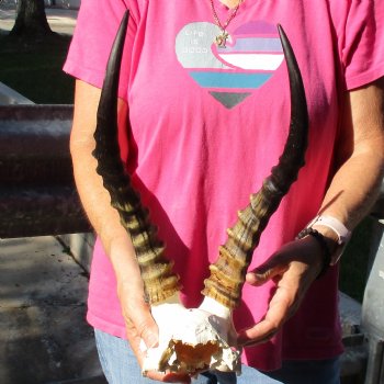 Male Blesbok Skull Plate with 15" Horns - $38