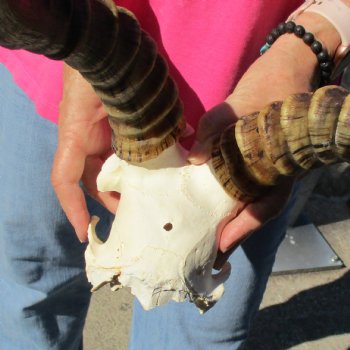 Male Blesbok Skull Plate with 15" Horns - $38