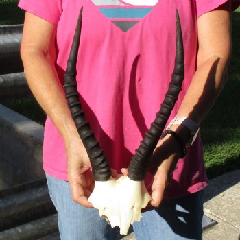 Female Blesbok Skull Plate with 13" Horns - $35