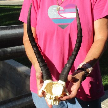 Female Blesbok Skull Plate with 13" Horns - $35