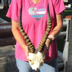 Male Blesbok Skull Plate with 14-1/2" Horns - $38