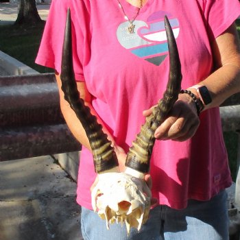 Male Blesbok Skull Plate with 14-1/2" Horns - $38