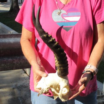 Male Blesbok Skull Plate with 14-1/2" Horns - $38