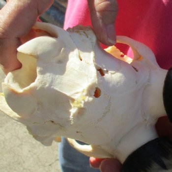 Male Blesbok Skull Plate with 14-1/2" Horns - $38