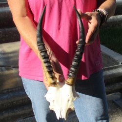 Female Blesbok Skull Plate with 11" Horns - $35