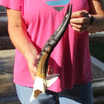 Female Blesbok Skull Plate with 11" Horns - $35