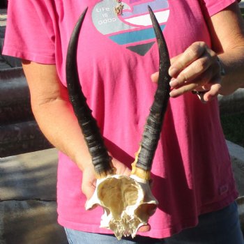 Female Blesbok Skull Plate with 11" Horns - $35